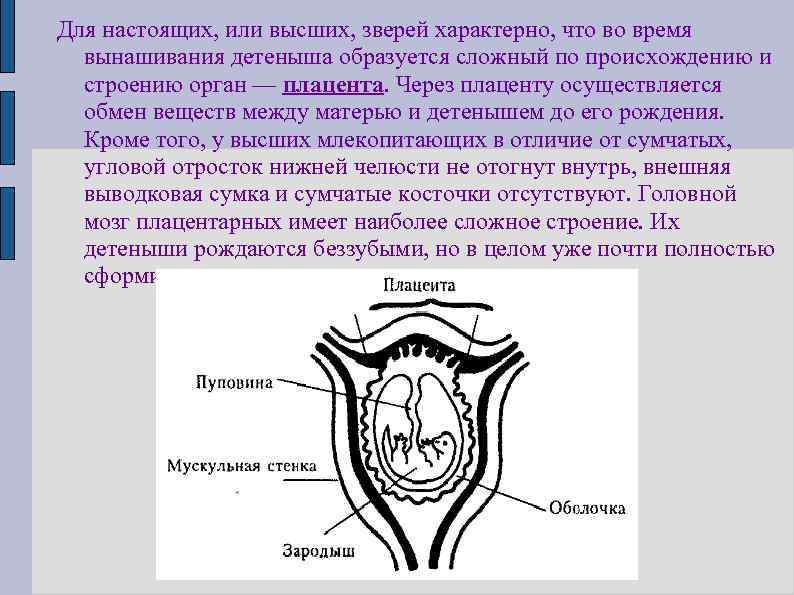 Для настоящих, или высших, зверей характерно, что во время вынашивания детеныша образуется сложный по
