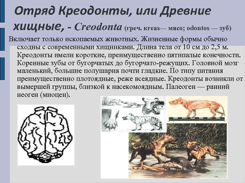 Отряд Креодонты, или Древние хищные, - Creodonta (греч. кrеas— мясо; odontos — зуб) Включает
