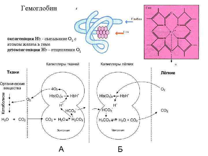 Схема связывания газов гемоглобином карбокси и метгемоглобин
