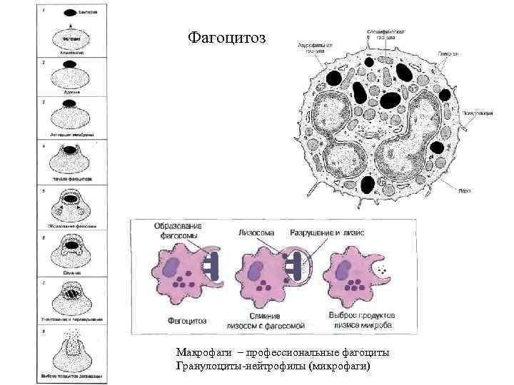 Эритроциты макрофаги. Фагоцитоз макрофагов схема. Фагоцитирующими клетки нейтрофилы. Гранулоциты фагоциты. Фагоцитоз бактерий нейтрофилами.