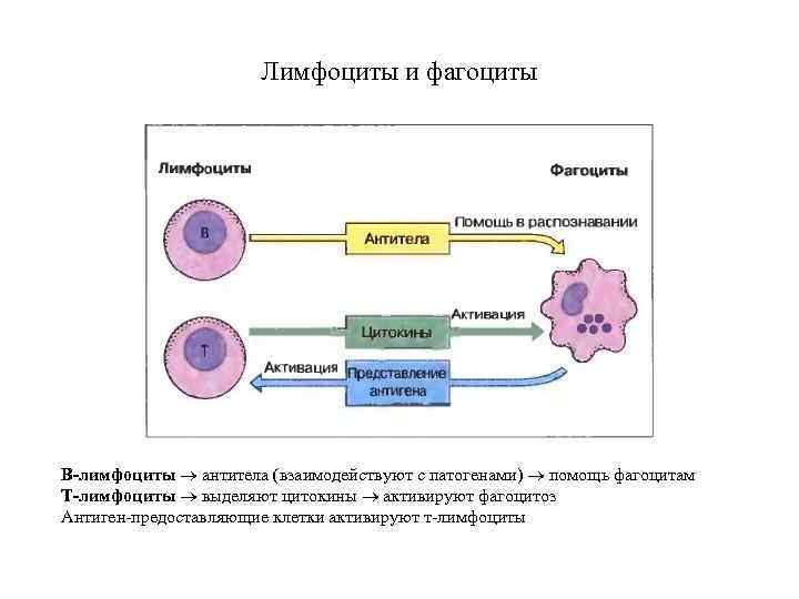 Лимфоциты выделяют