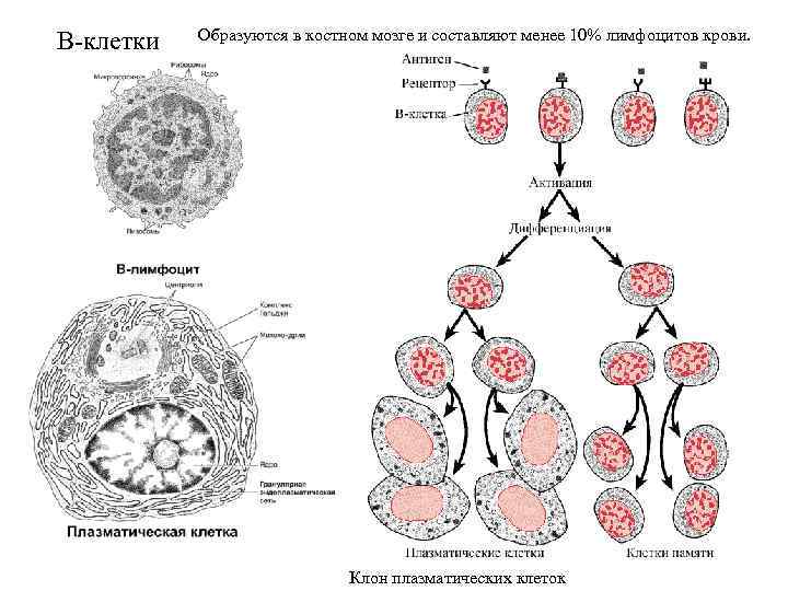 Клетки крови образующийся в костном мозге. В лимфоцит и плазматическая клетка. Плазмоцит строение гистология. Плазматические в клетки классификация. Плазматические клетки гистология функции.