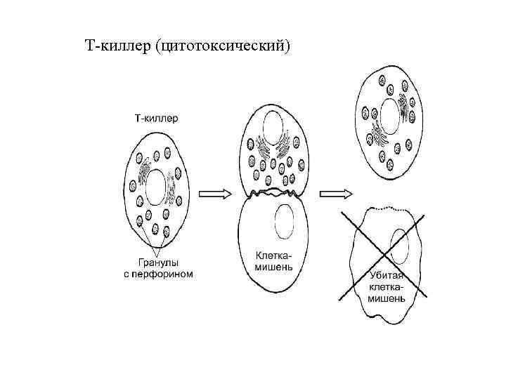 Т-киллер (цитотоксический) 