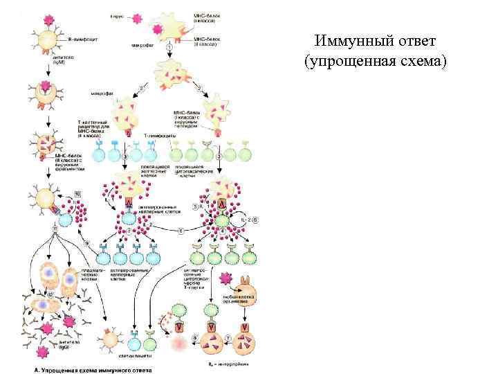 Схема иммунного ответа