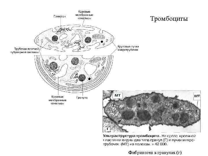 Тромбоциты Фибриноген в гранулах (г) 