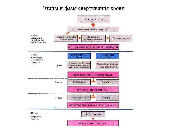 Этапы и фазы свертывания крови 