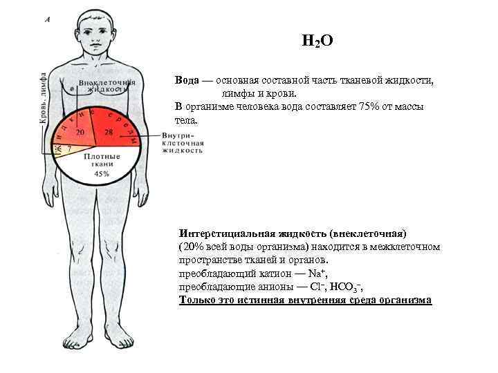 Жидкость в теле