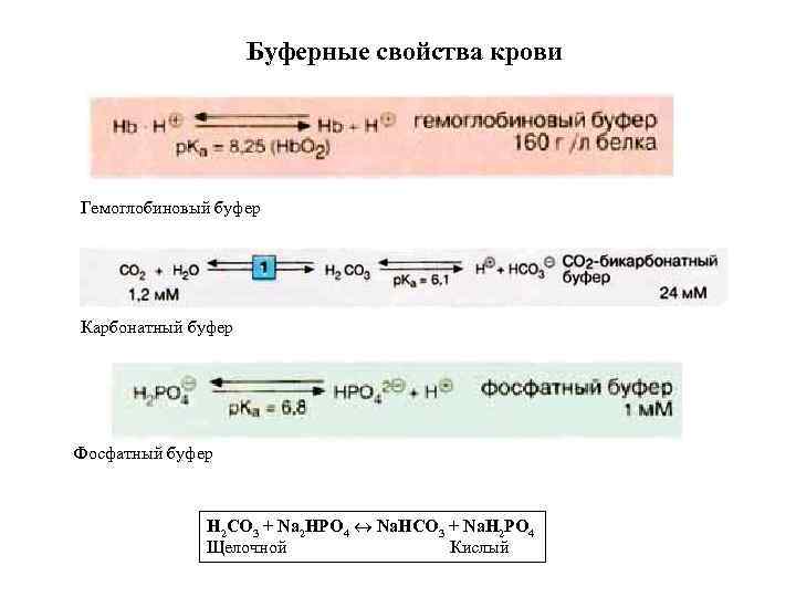 Буферные свойства крови Гемоглобиновый буфер Карбонатный буфер Фосфатный буфер H 2 CO 3 +