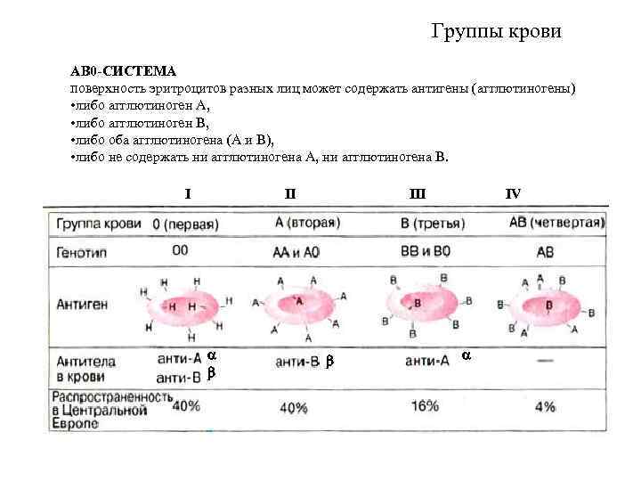 Группы крови AB 0 -СИСТЕМА поверхность эритроцитов разных лиц может содержать антигены (агглютиногены) •