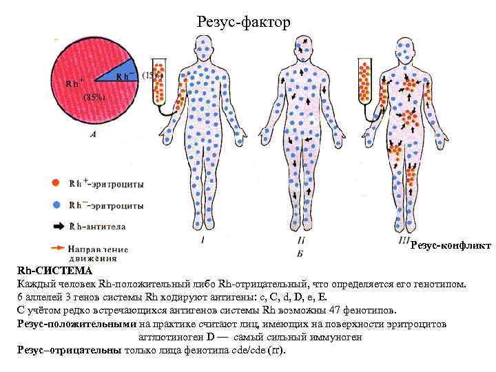 Резус-фактор Резус-конфликт Rh-СИСТЕМА Каждый человек Rh-положительный либо Rh-отрицательный, что определяется его генотипом. 6 аллелей
