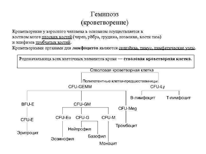 Схема кроветворения патофизиология