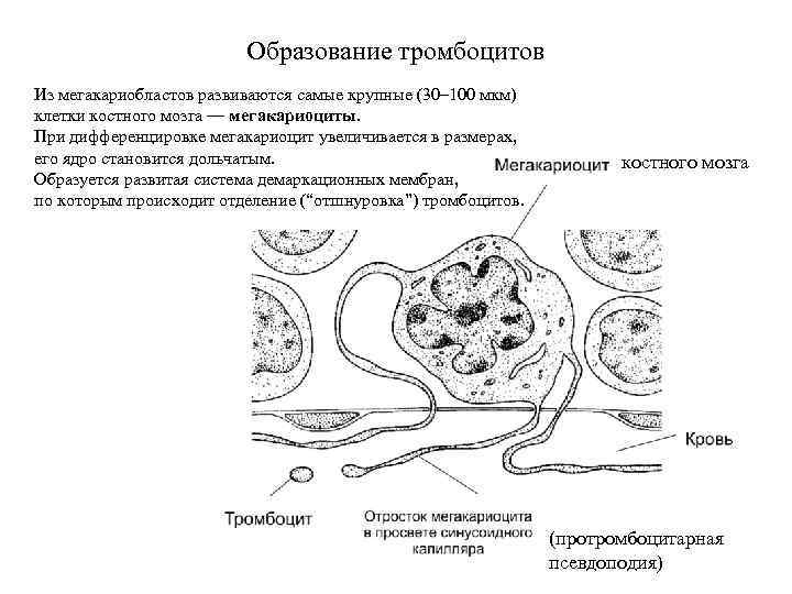 Схема образования тромбоцитов