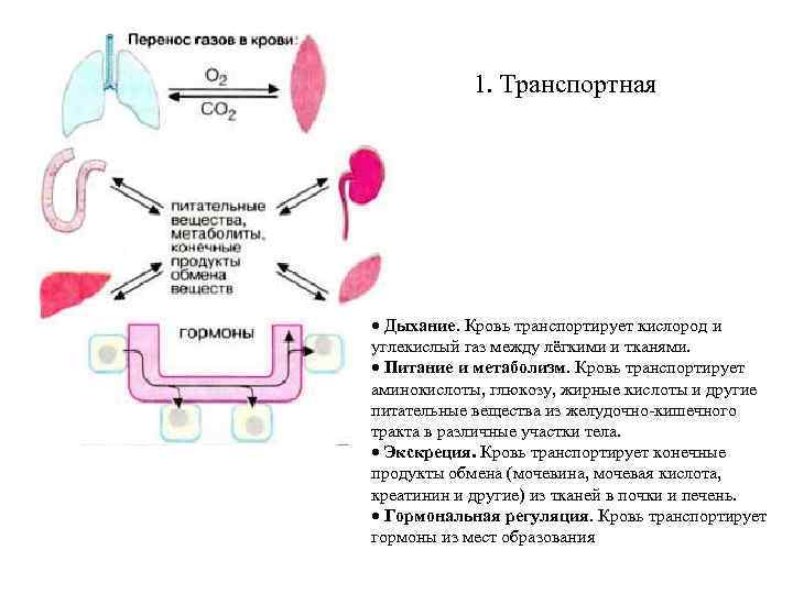 Транспорт кислорода. Перенос питательных веществ кровью. Питательные вещества в крови. Вещества, которые кровь транспортируют внутри организма. Кровь переносит питательные вещества.