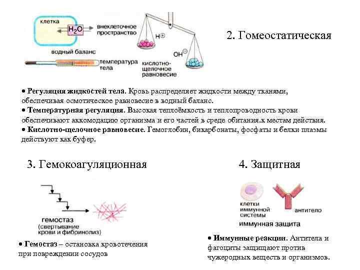 2. Гомеостатическая · Регуляция жидкостей тела. Кровь распределяет жидкости между тканями, обеспечивая осмотическое равновесие