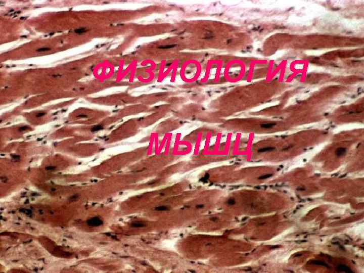 ФИЗИОЛОГИЯ МЫШЦ 