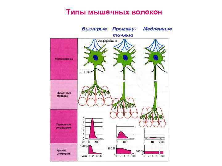 Типы мышечных волокон Быстрые Промежуточные Медленные 
