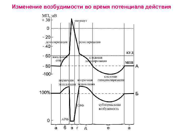 Изменение возбудимости во время потенциала действия 