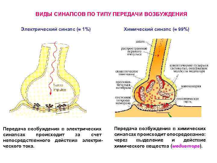 ВИДЫ СИНАПСОВ ПО ТИПУ ПЕРЕДАЧИ ВОЗБУЖДЕНИЯ Электрический синапс (» 1%) Передача возбуждения в электрических