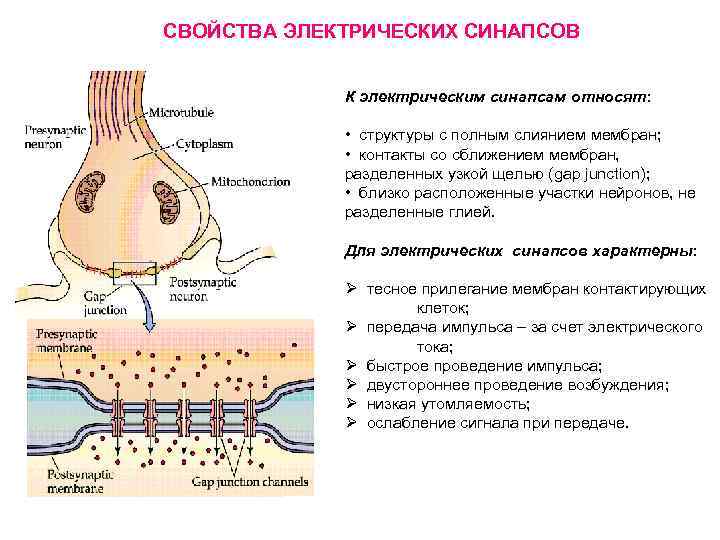 Передача нервного импульса с нейрона. Строение электрического синапса. Структура электрического синапса. Пресинаптическая мембрана синапса. Строение электрического синапса физиология.