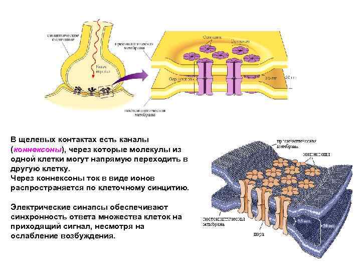 В щелевых контактах есть каналы (коннексоны), через которые молекулы из одной клетки могут напрямую