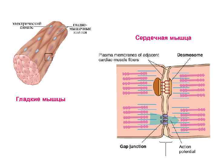 Сердечная мышца Гладкие мышцы 