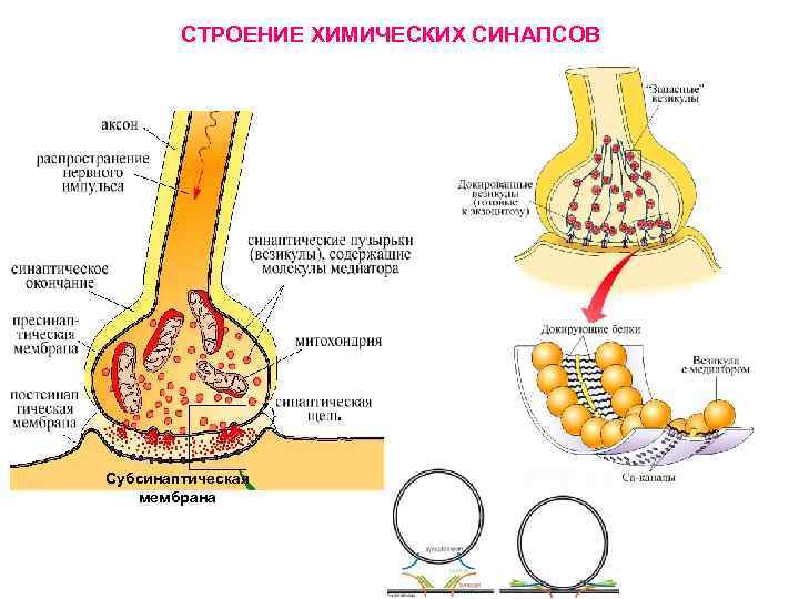 СТРОЕНИЕ ХИМИЧЕСКИХ СИНАПСОВ Субсинаптическая мембрана 