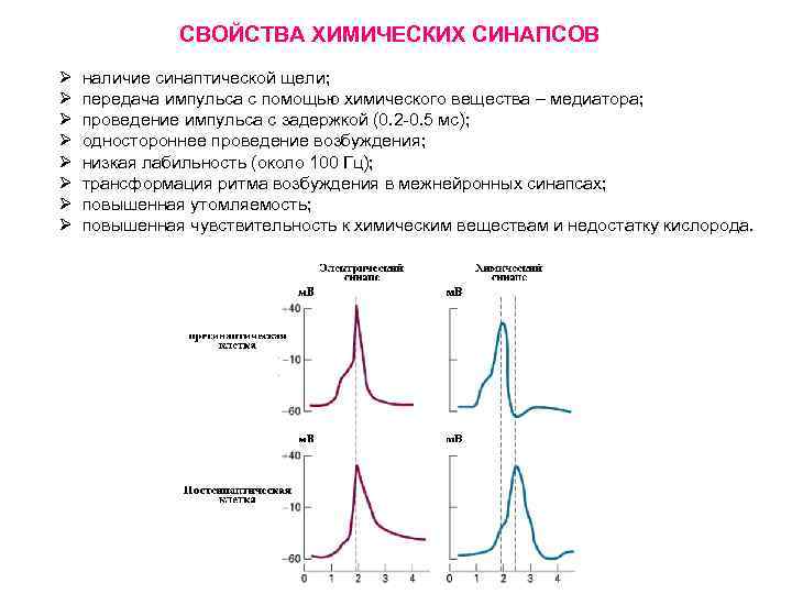 СВОЙСТВА ХИМИЧЕСКИХ СИНАПСОВ Ø Ø Ø Ø наличие синаптической щели; передача импульса с помощью