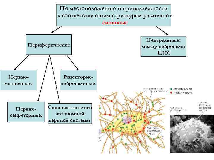 По местоположению и принадлежности к соответствующим структурам различают синапсы: Периферические Нервномышечные. Нервносекреторные. Рецепторнонейрональные. Синапсы