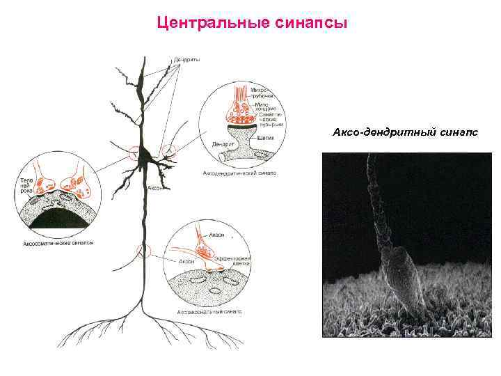 Центральные синапсы Аксо-дендритный синапс 