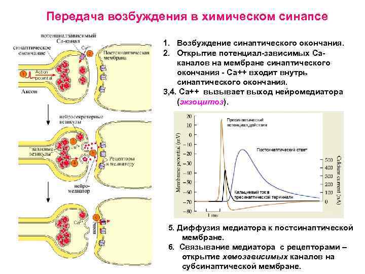 Передача возбуждения в химическом синапсе 1. Возбуждение синаптического окончания. 2. Открытие потенциал-зависимых Саканалов на