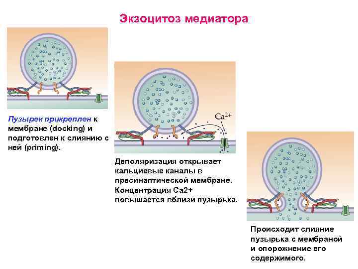 Экзоцитоз медиатора Пузырек прикреплен к мембране (docking) и подготовлен к слиянию с ней (priming).