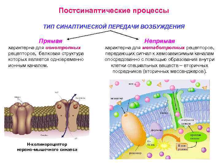 Постсинаптические процессы ТИП СИНАПТИЧЕСКОЙ ПЕРЕДАЧИ ВОЗБУЖДЕНИЯ Прямая характерна для ионотропных рецепторов, белковая структура которых