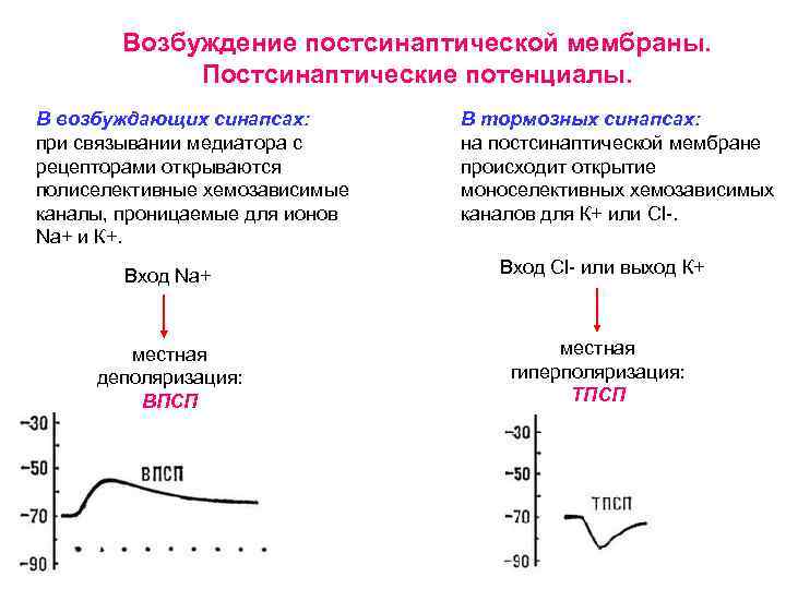 Возбуждение постсинаптической мембраны. Постсинаптические потенциалы. В возбуждающих синапсах: при связывании медиатора с рецепторами открываются