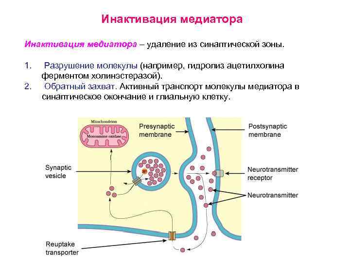 Инактивация медиатора – удаление из синаптической зоны. 1. 2. Разрушение молекулы (например, гидролиз ацетилхолина