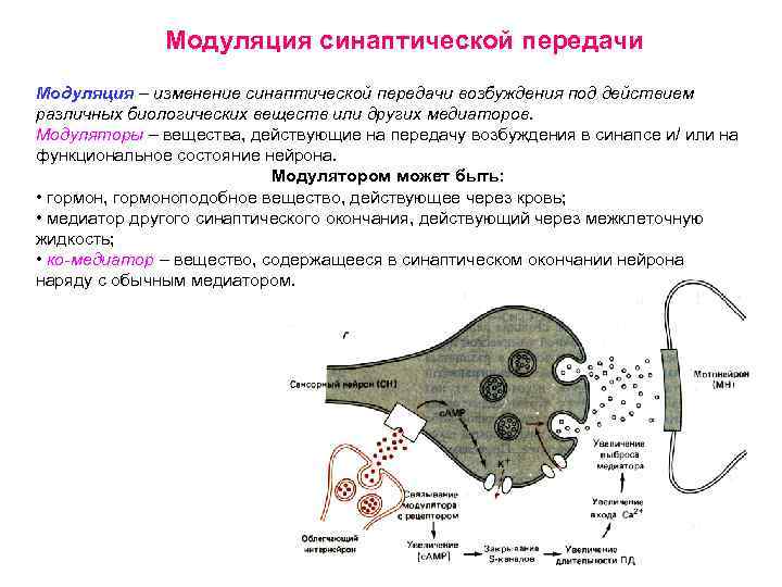 Модуляция синаптической передачи Модуляция – изменение синаптической передачи возбуждения под действием различных биологических веществ