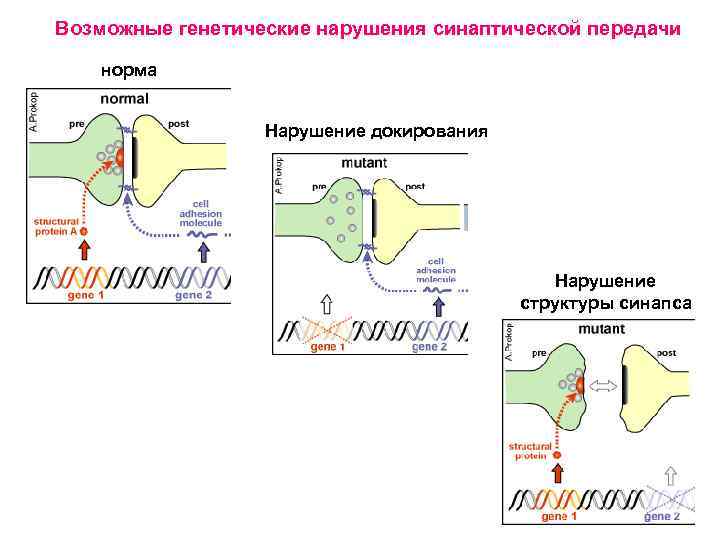 Нормальный передача. Возможные генетические механизмы.. Нарушение возбудимости по физиологии. Наследственное расстройство Нейро синаптической передачи. Стимул преобразование рецепторный потенциал синаптическая передача.