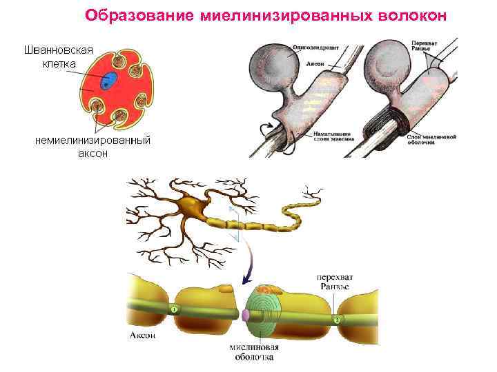 Образование миелинизированных волокон 