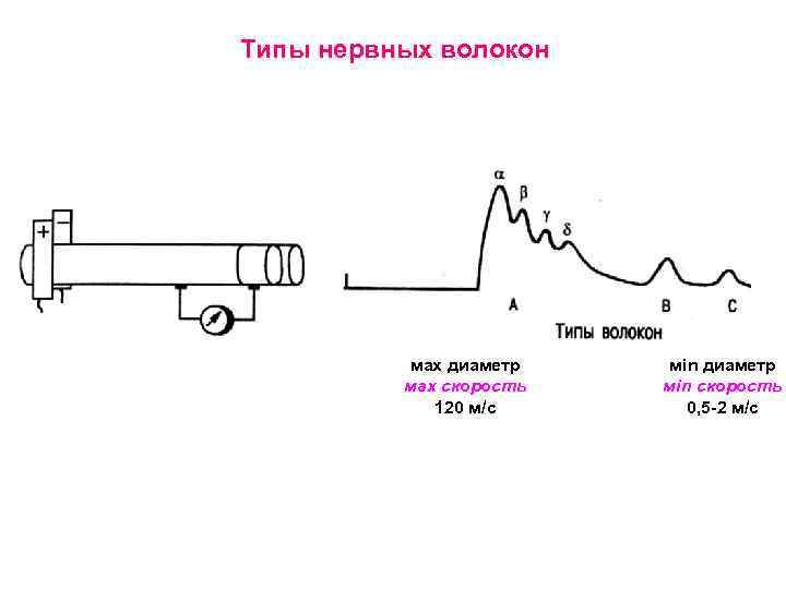 Типы нервных волокон мax диаметр мax скорость 120 м/с мin диаметр мin скорость 0,