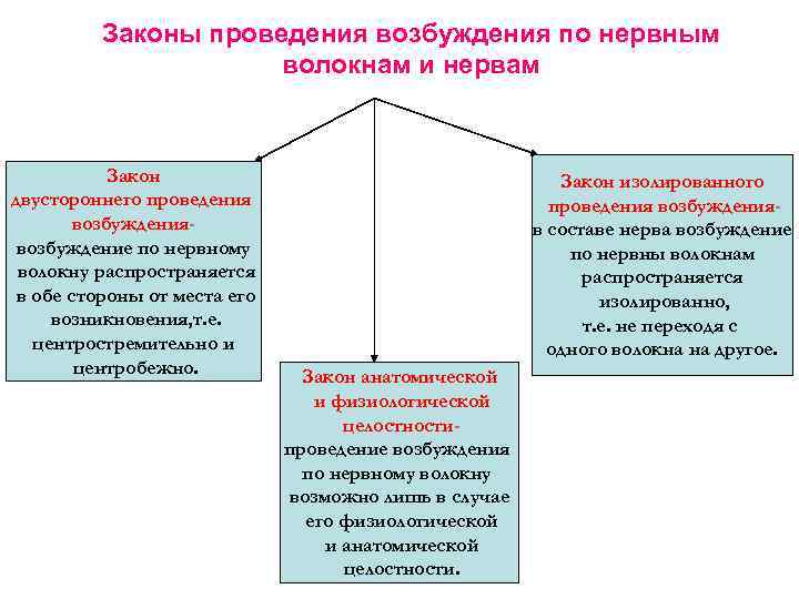 Законы проведения возбуждения по нервным волокнам и нервам Закон двустороннего проведения возбуждениявозбуждение по нервному