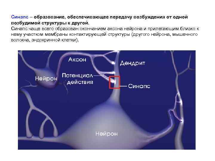 Синапс – образование, обеспечивающее передачу возбуждения от одной возбудимой структуры к другой. Синапс чаще