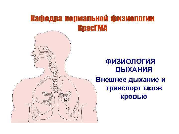 Кафедра нормальной физиологии Крас. ГМА ФИЗИОЛОГИЯ ДЫХАНИЯ Внешнее дыхание и транспорт газов кровью 