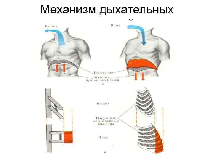 Механизм дыхательных движений 