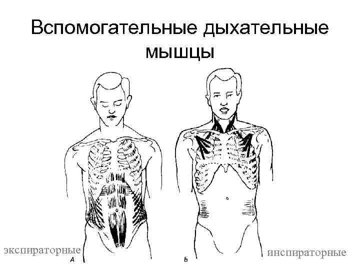 Вспомогательные дыхательные мышцы экспираторные инспираторные 