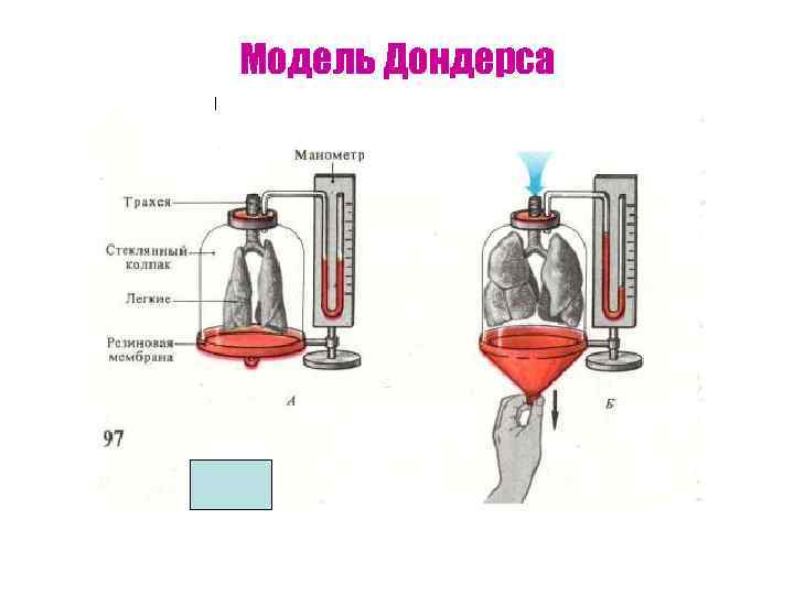 Модель Дондерса 