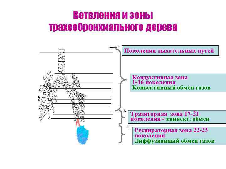 Ветвления и зоны трахеобронхиального дерева Поколения дыхательных путей Кондуктивная зона 1 -16 поколения Конвективный