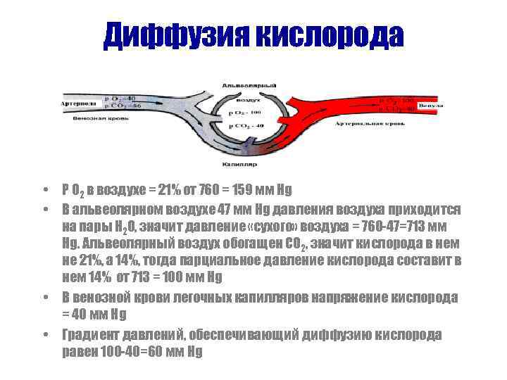 Диффузия кислорода • Р О 2 в воздухе = 21% от 760 = 159