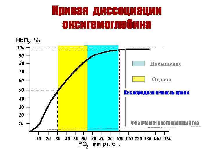 Кривая диссоциации оксигемоглобина Насыщение Отдача Кислородная емкость крови Физически растворенный газ 