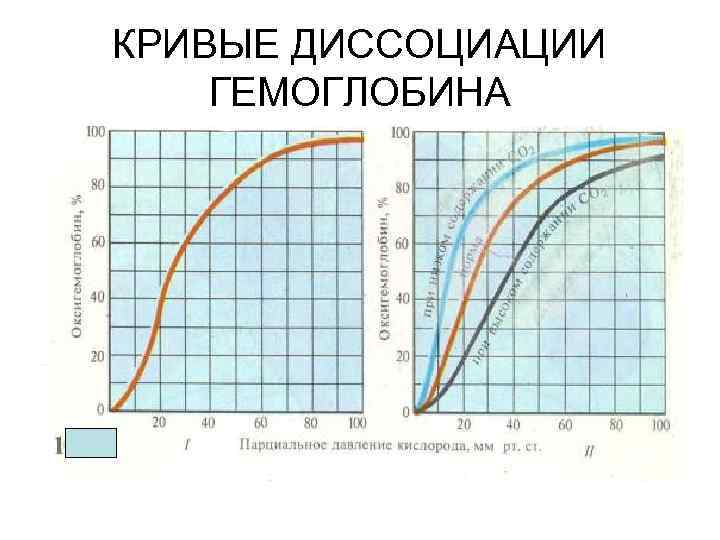КРИВЫЕ ДИССОЦИАЦИИ ГЕМОГЛОБИНА 