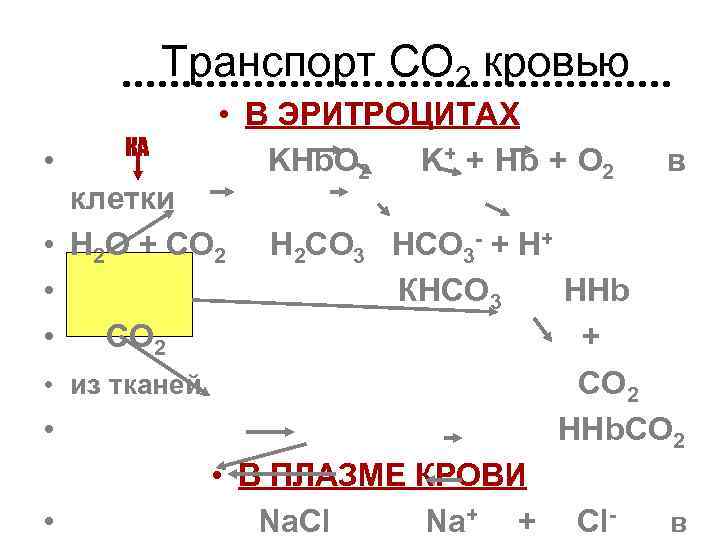 Транспорт СО 2 кровью • КА • В ЭРИТРОЦИТАХ KHb. O 2 K+ +