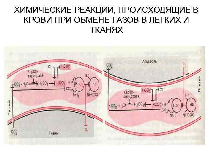 ХИМИЧЕСКИЕ РЕАКЦИИ, ПРОИСХОДЯЩИЕ В КРОВИ ПРИ ОБМЕНЕ ГАЗОВ В ЛЕГКИХ И ТКАНЯХ 